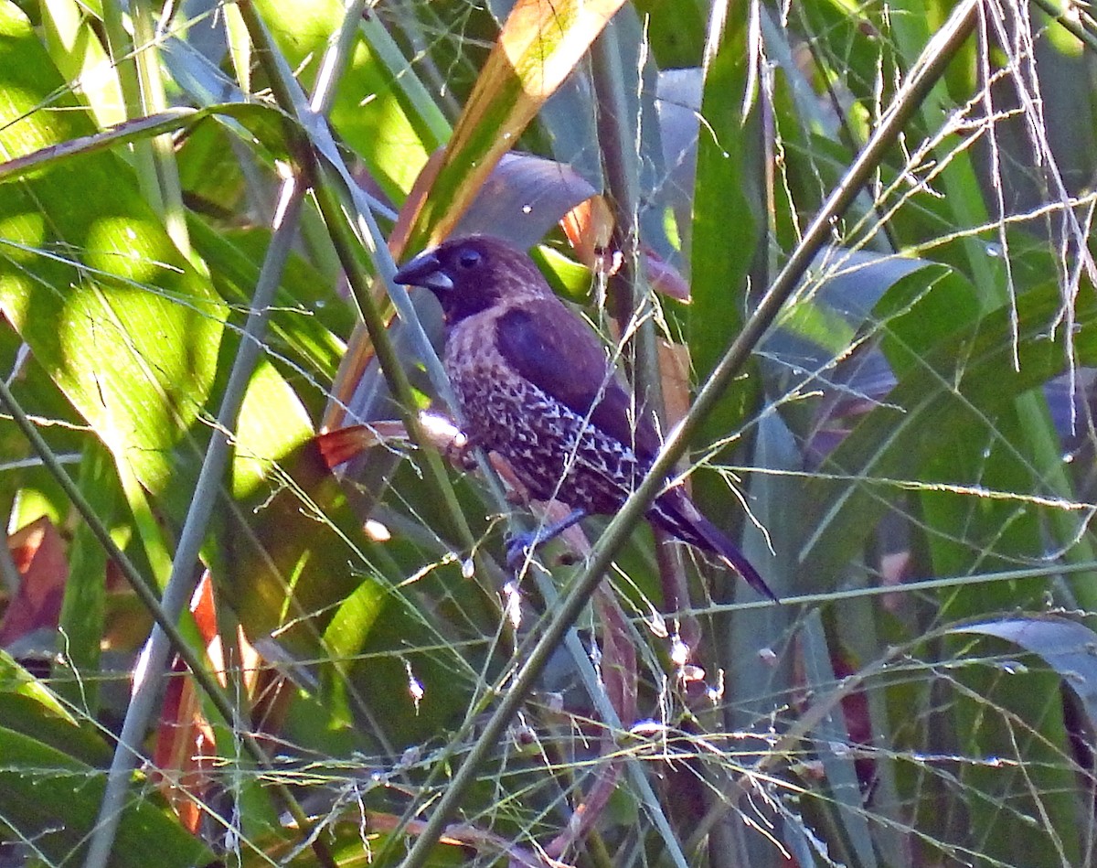 Black-throated Munia - ML620480272