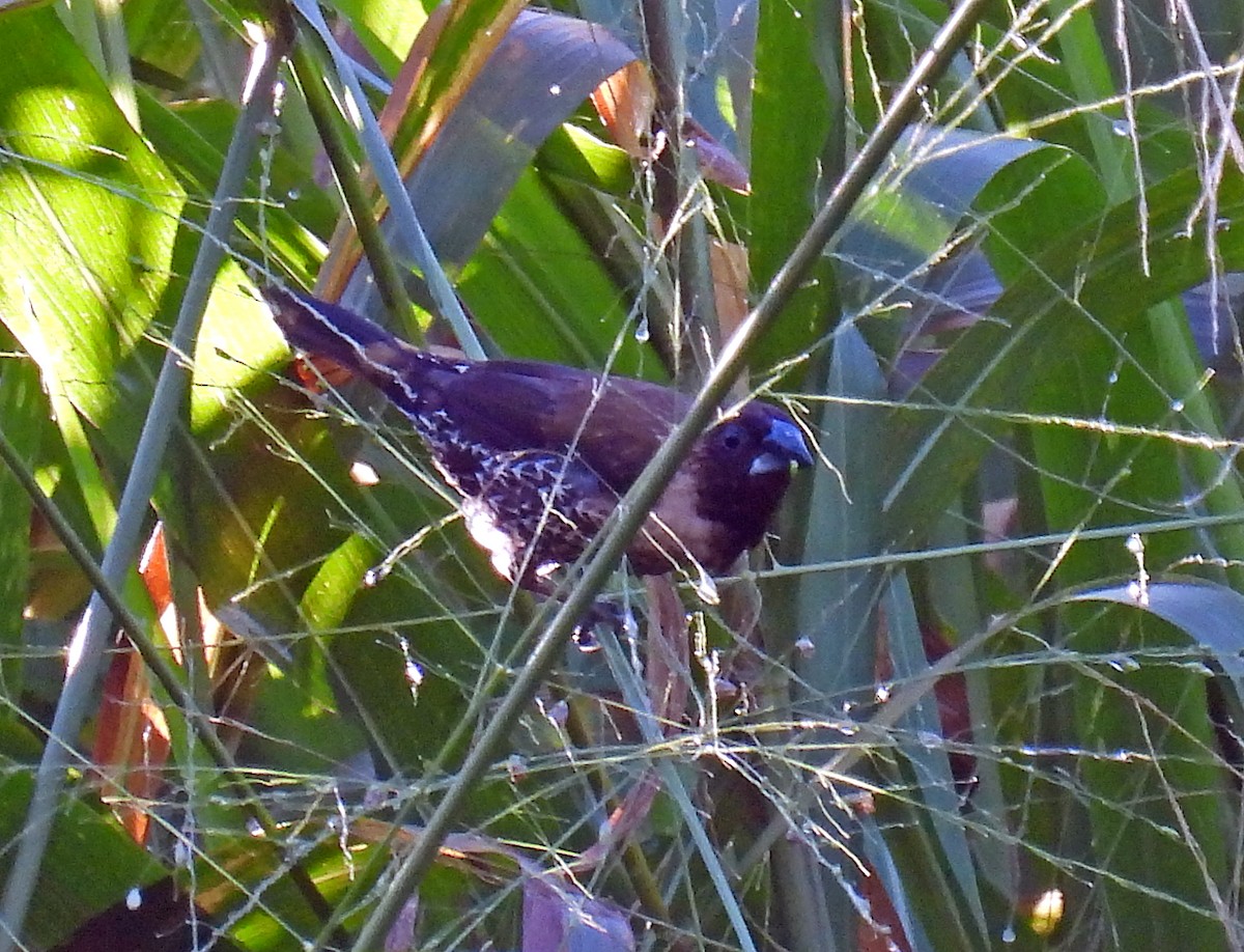 Black-throated Munia - ML620480273