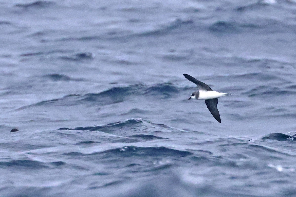 Soft-plumaged Petrel - ML620480276