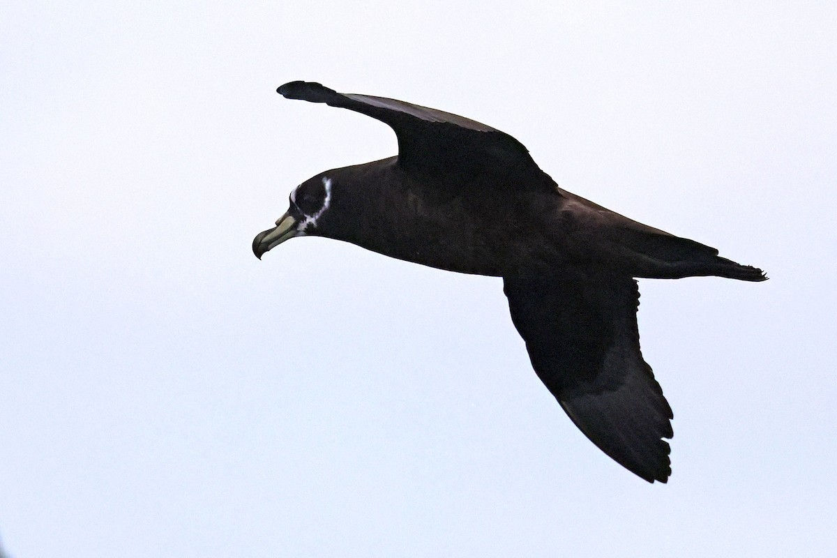 Spectacled Petrel - ML620480277