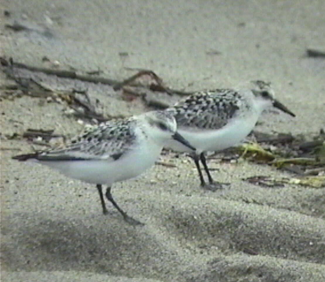 Sanderling - Delfin Gonzalez