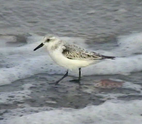 Bécasseau sanderling - ML620480280