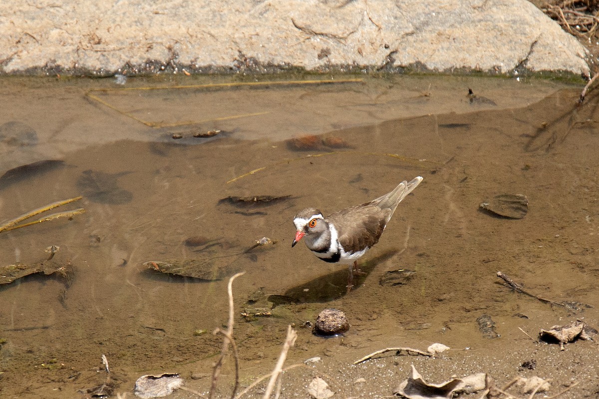 Three-banded Plover - ML620480281