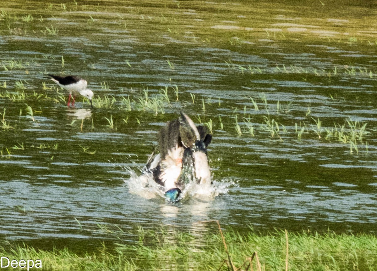 Black-necked Stork - ML620480282