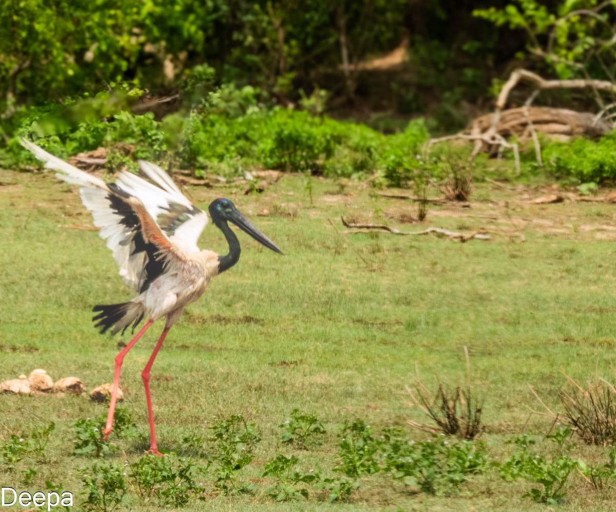 Black-necked Stork - ML620480289