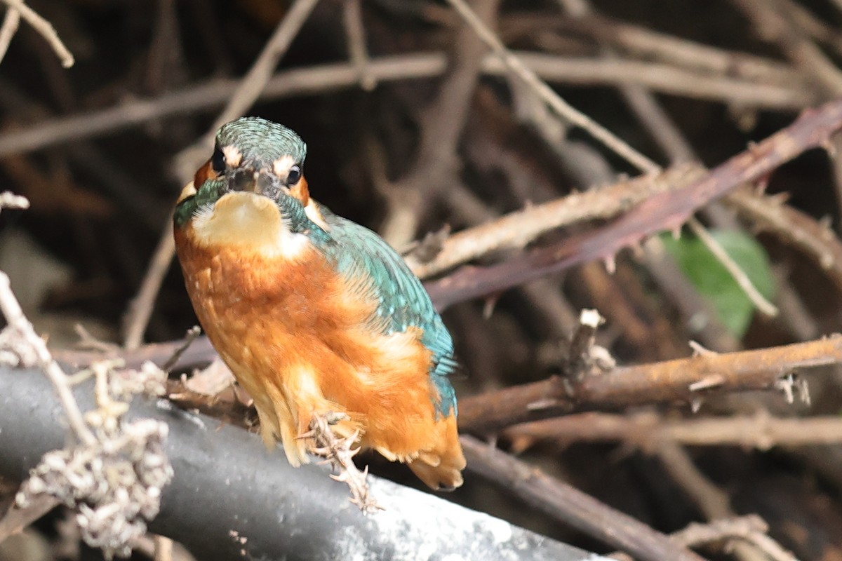 Common Kingfisher - ML620480291