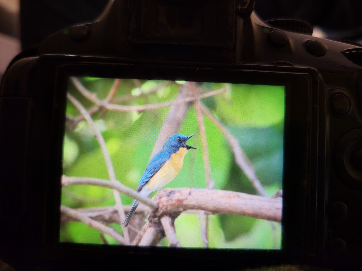 Tickell's Blue Flycatcher - ML620480295