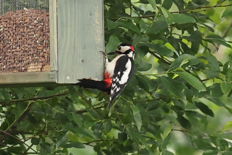 Great Spotted Woodpecker - ML620480299