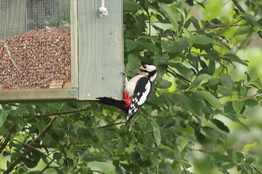 Great Spotted Woodpecker - ML620480300