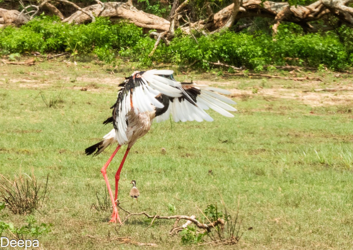 Black-necked Stork - ML620480302