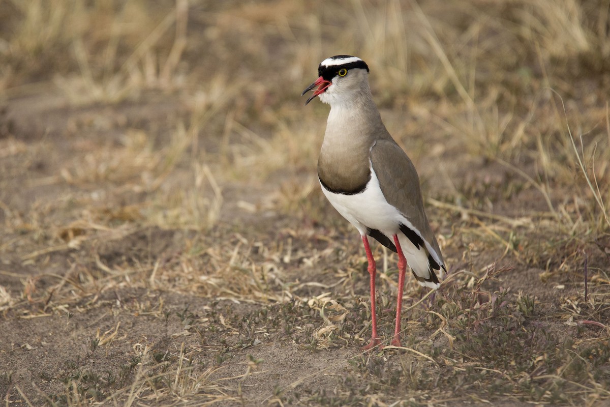 Crowned Lapwing - Harmeet Basur