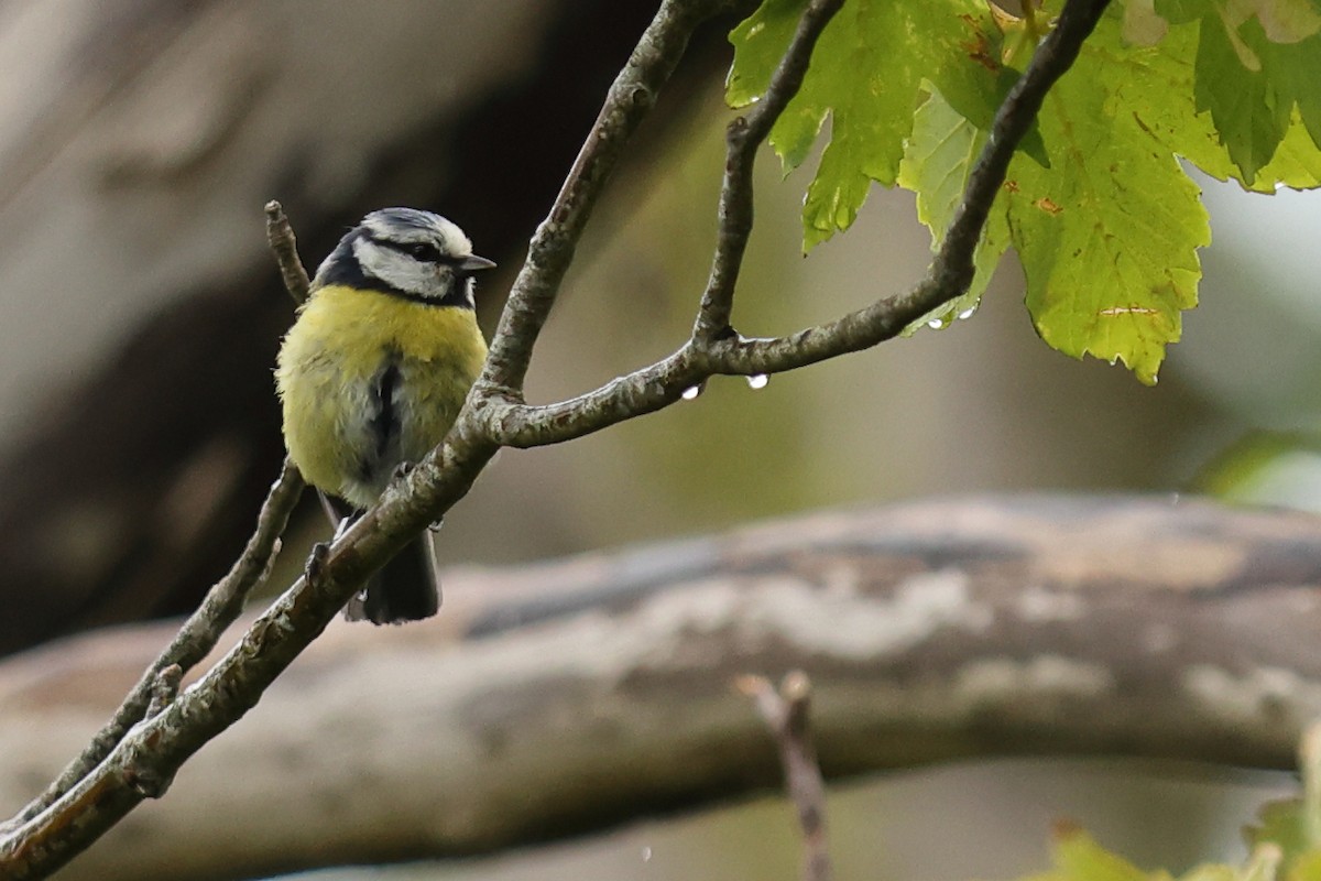 Eurasian Blue Tit - ML620480305