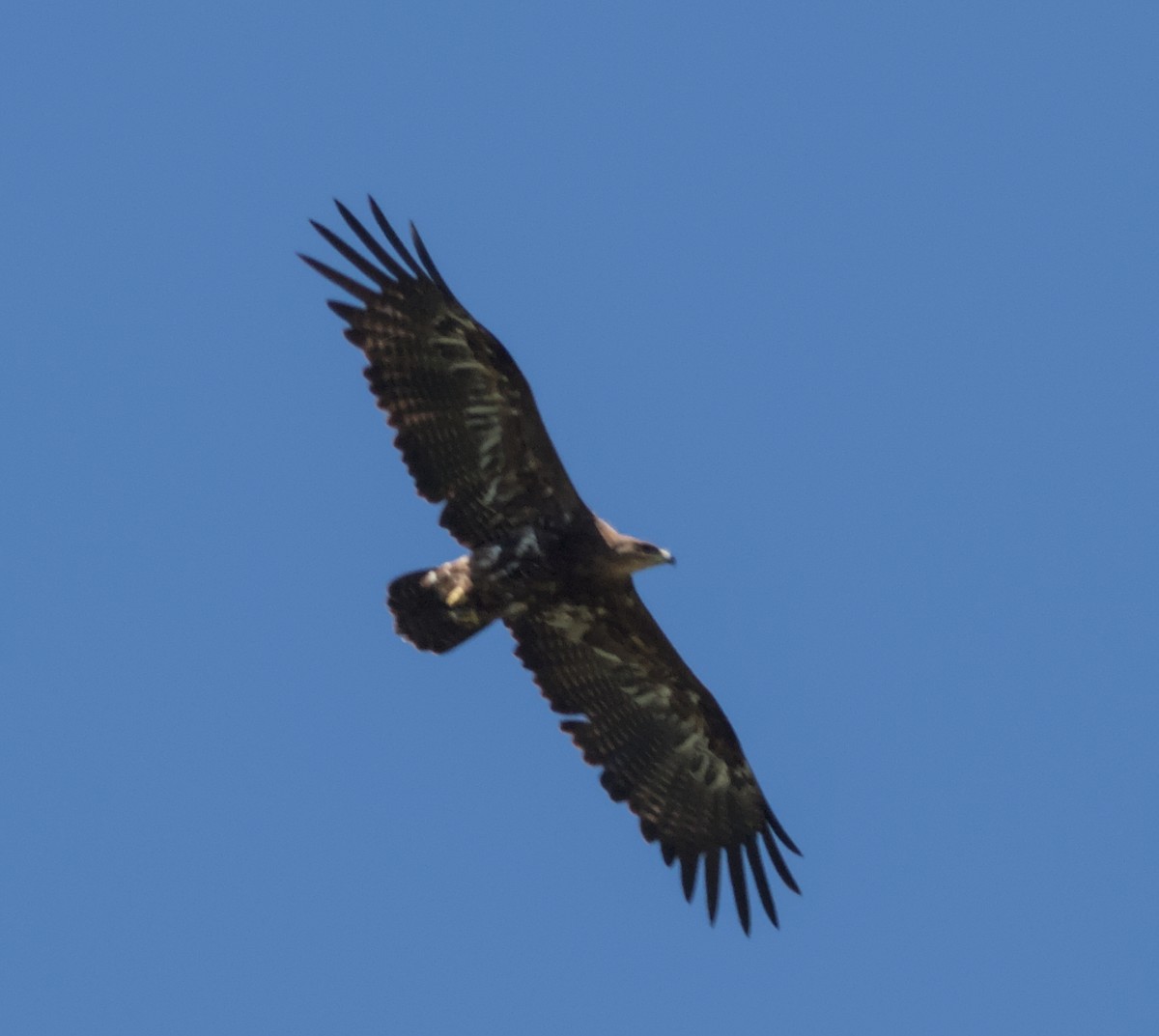 Águila Esteparia - ML620480306