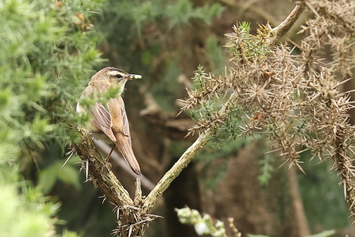 Sedge Warbler - ML620480313