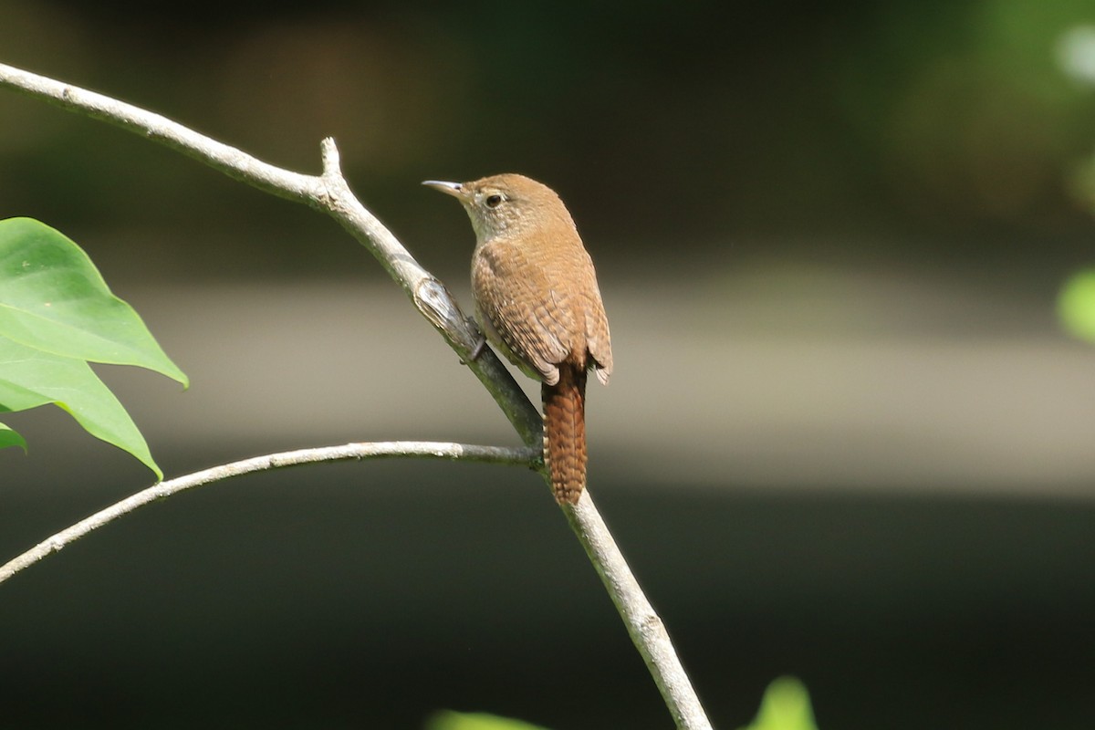 House Wren - ML620480318