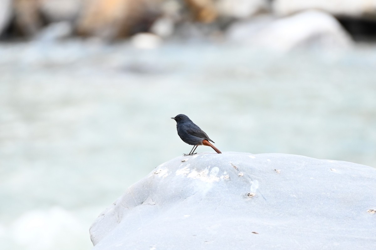 Plumbeous Redstart - ML620480326