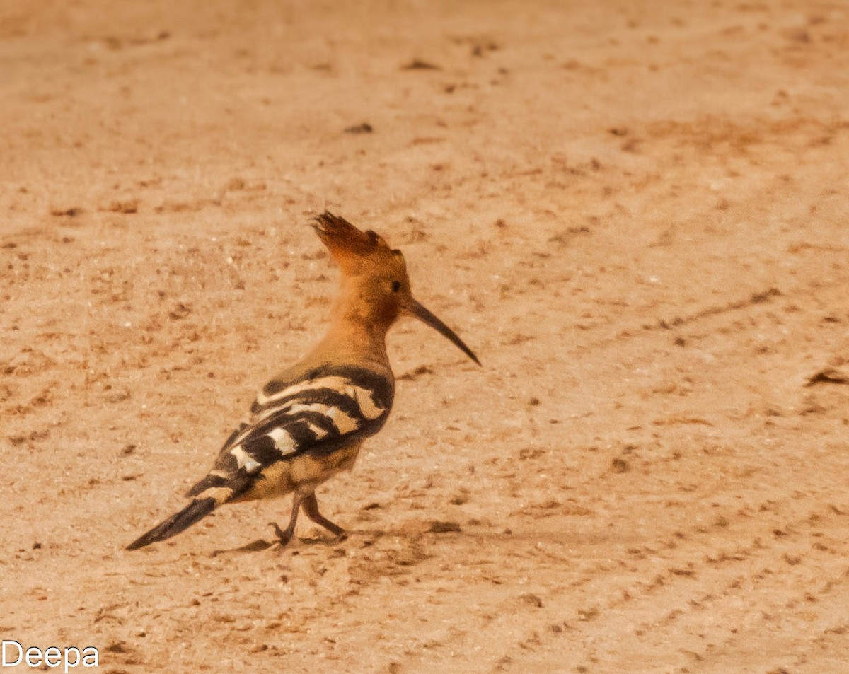 Eurasian Hoopoe - ML620480329