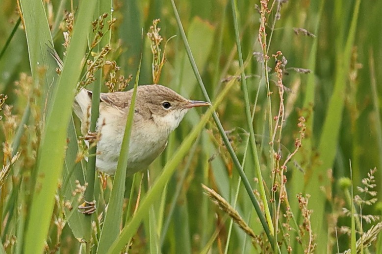 Common Reed Warbler - ML620480331