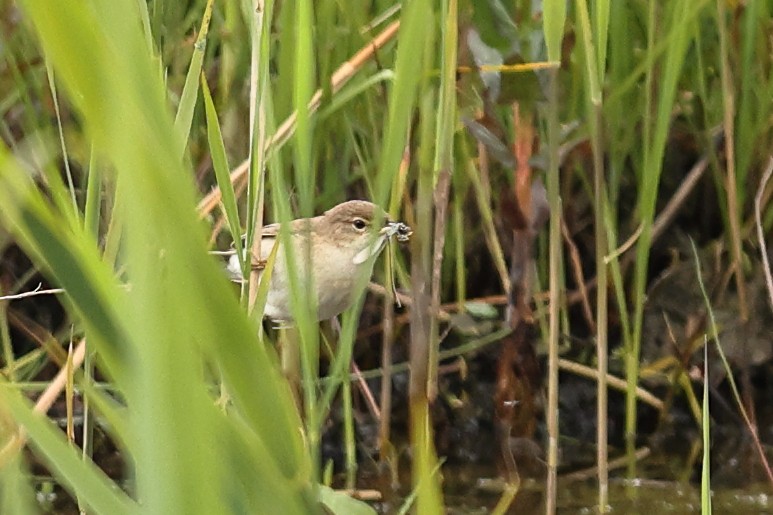 Common Reed Warbler - ML620480332