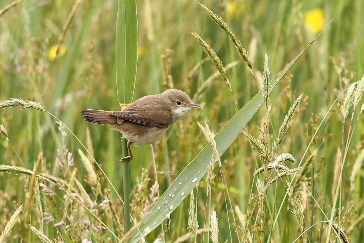 Common Reed Warbler - ML620480333