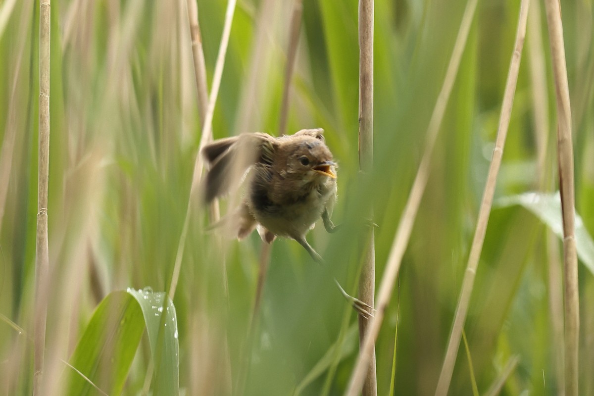 Common Reed Warbler - ML620480334