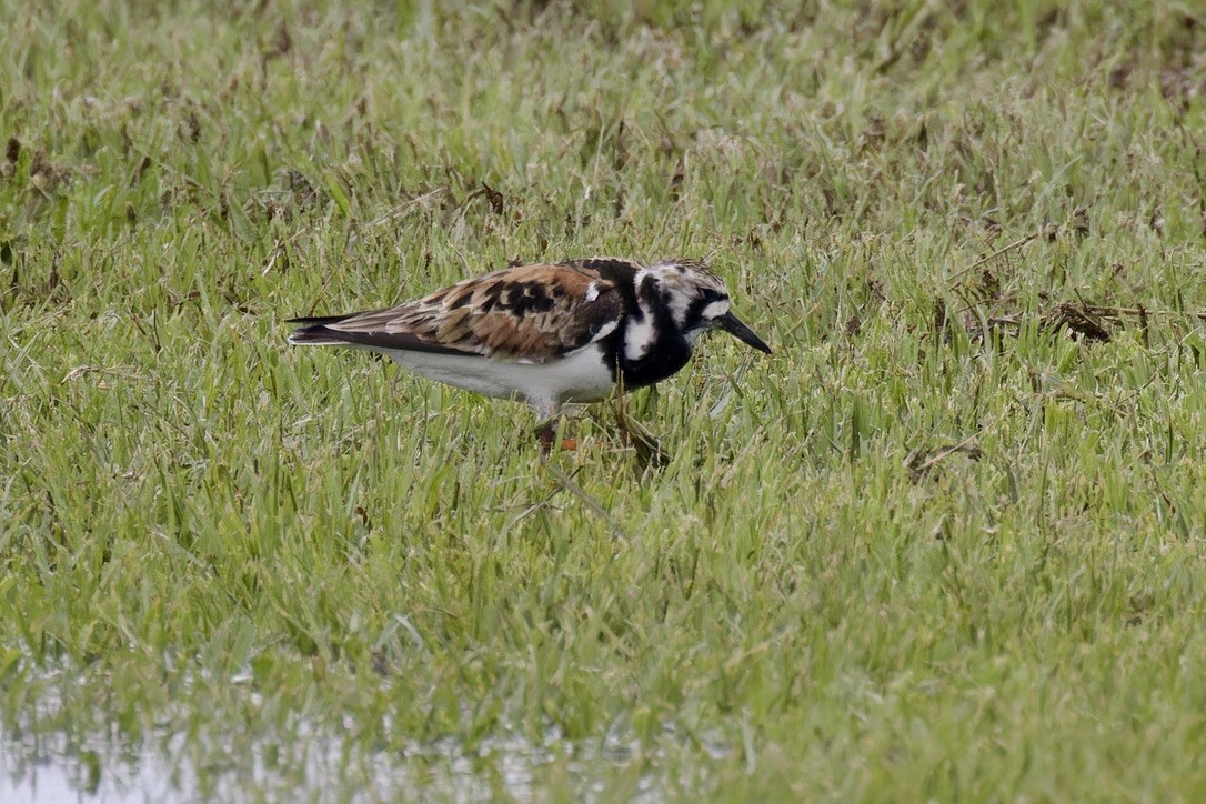 Ruddy Turnstone - ML620480335