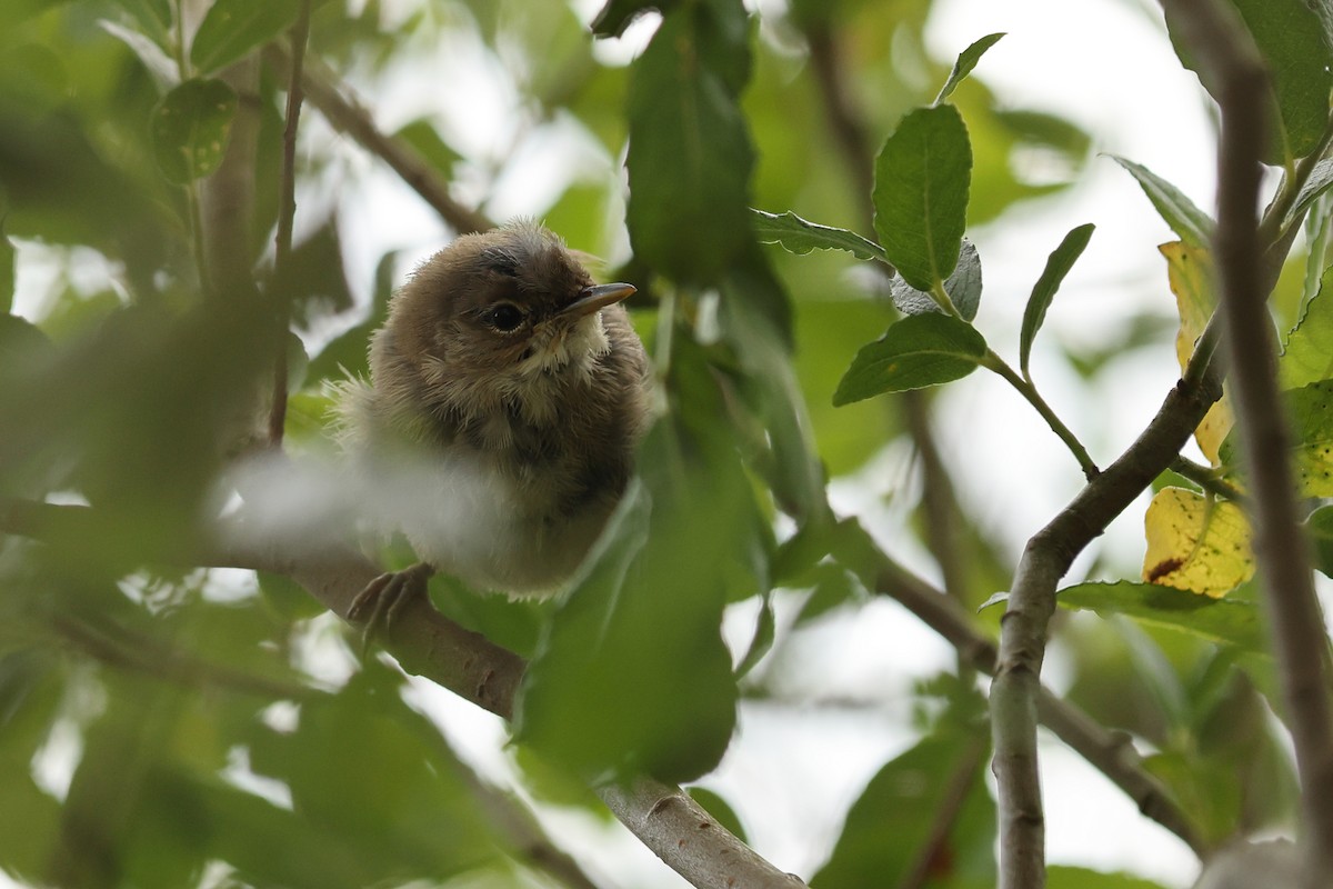 Common Reed Warbler - ML620480336