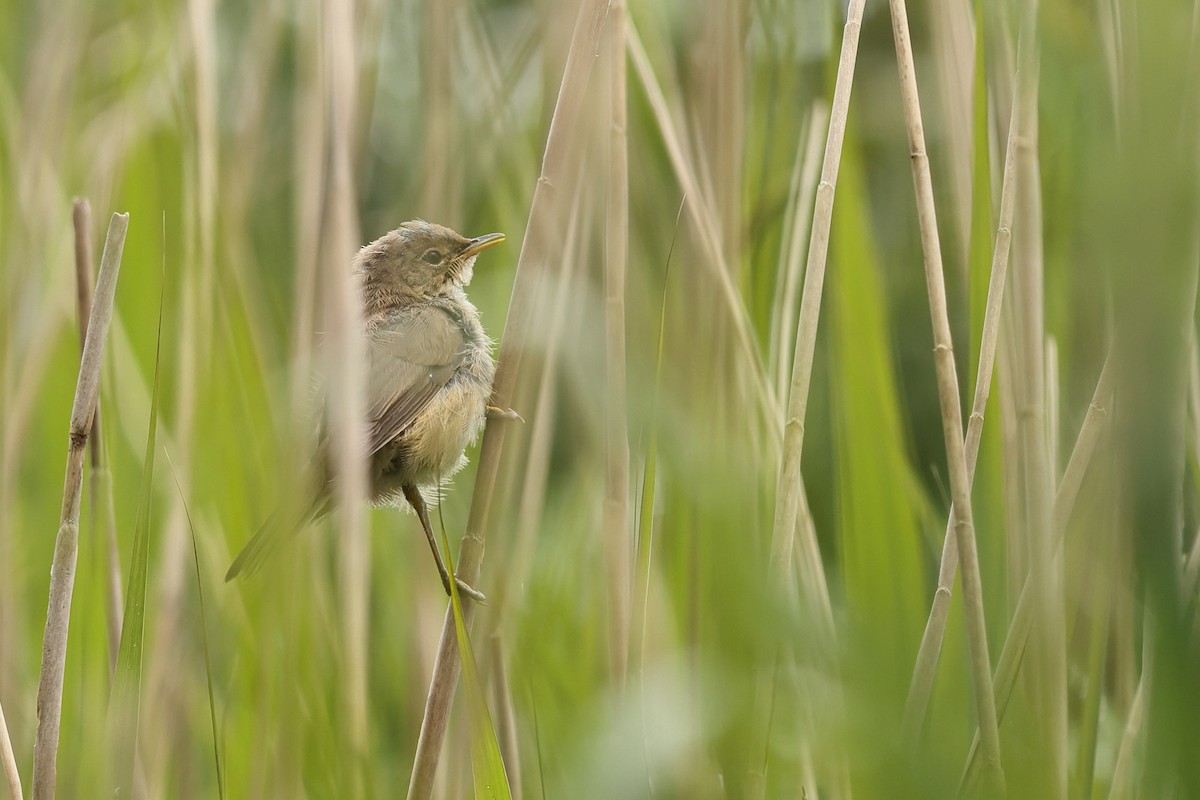 Common Reed Warbler - ML620480337