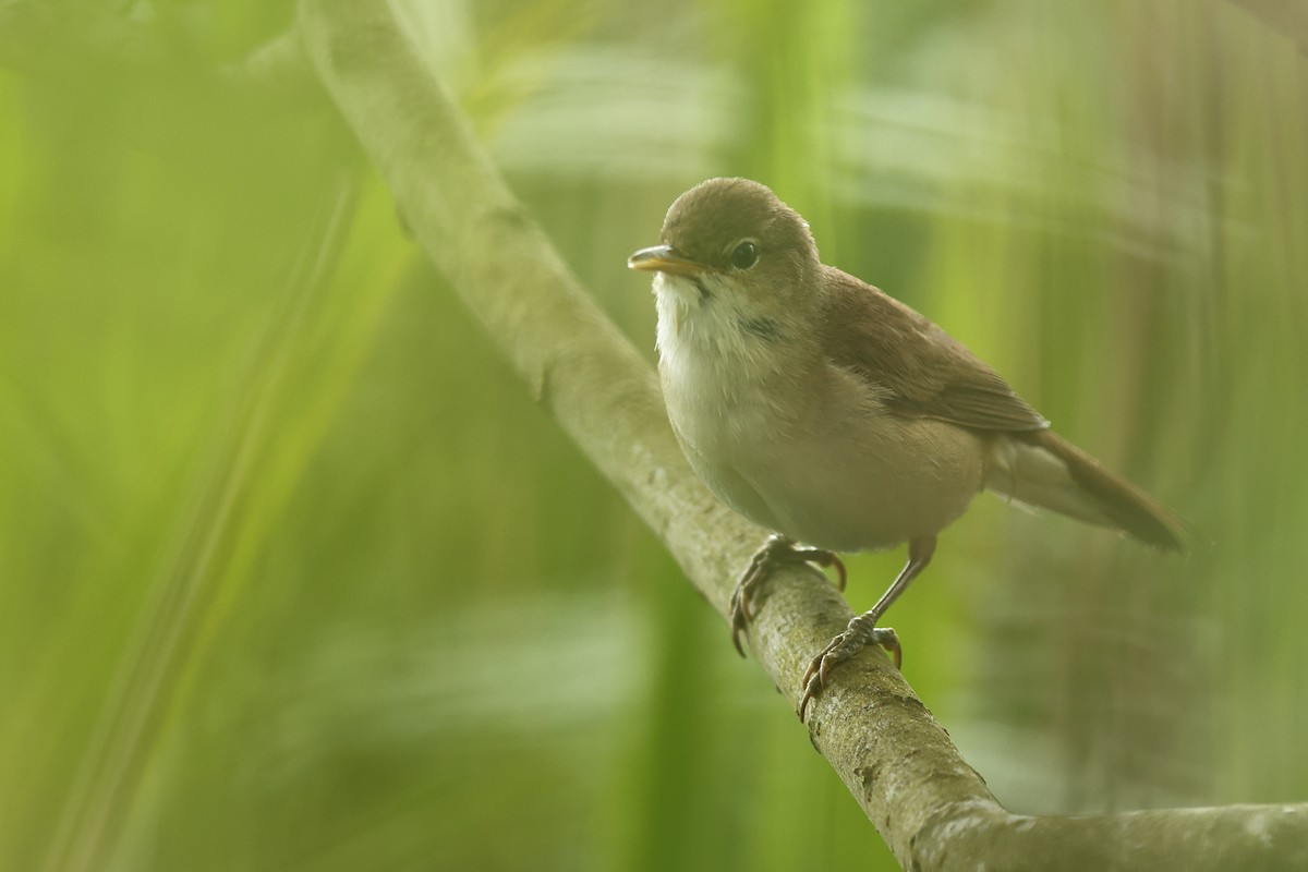 Common Reed Warbler - ML620480338