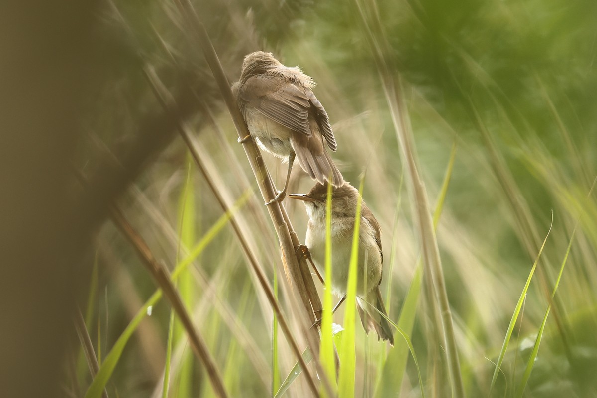 Common Reed Warbler - ML620480339