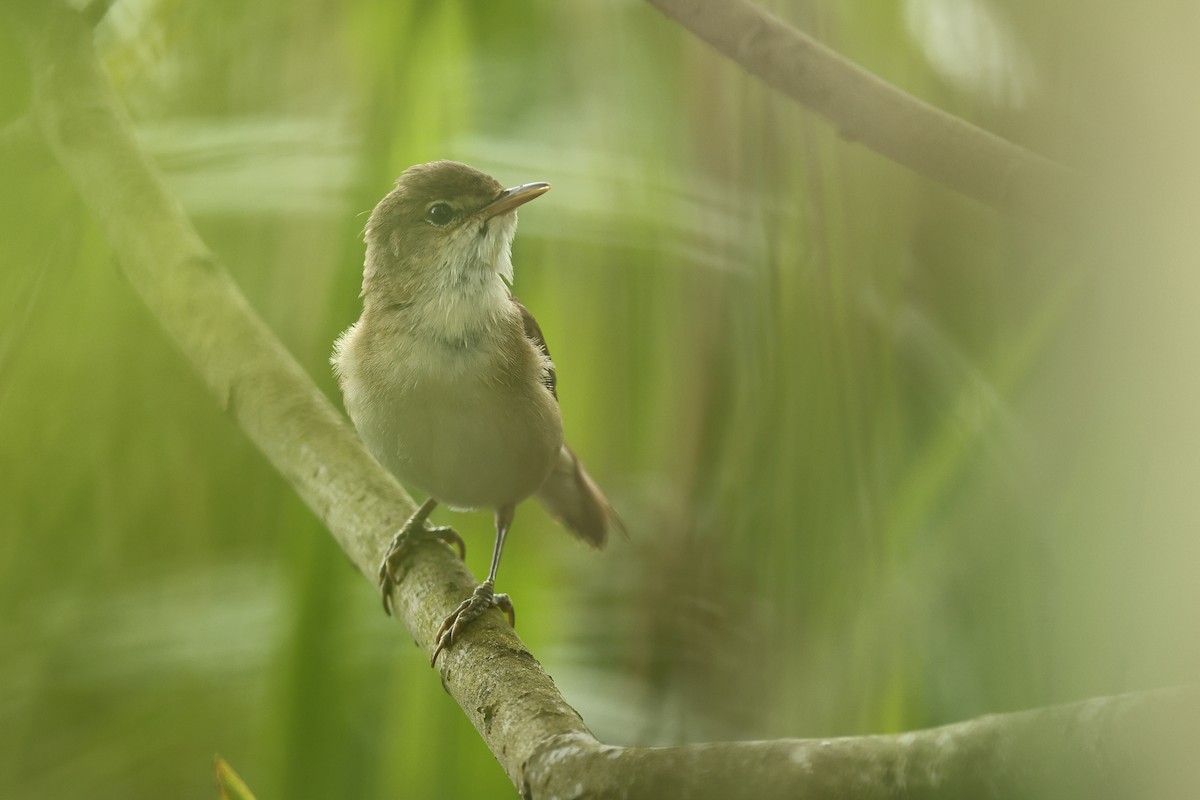 Common Reed Warbler - ML620480340