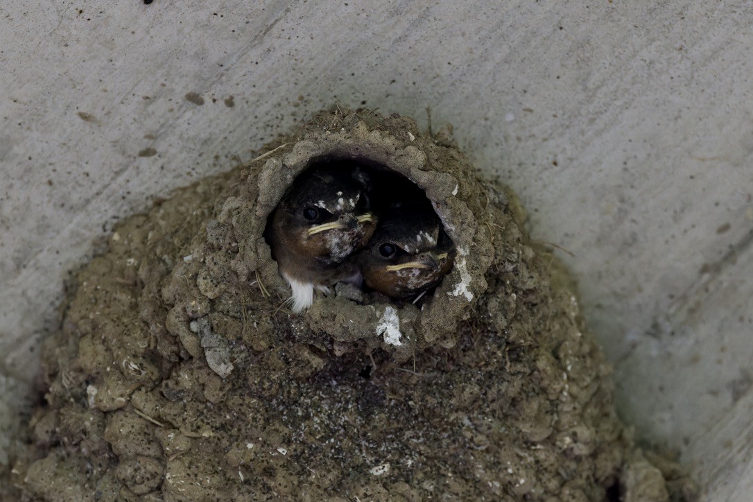 Cliff Swallow - ML620480345