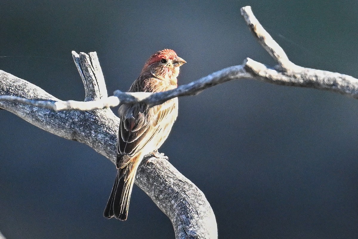 House Finch - ML620480347