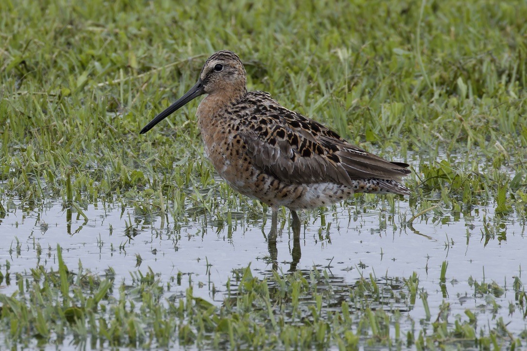 Short-billed Dowitcher - ML620480348