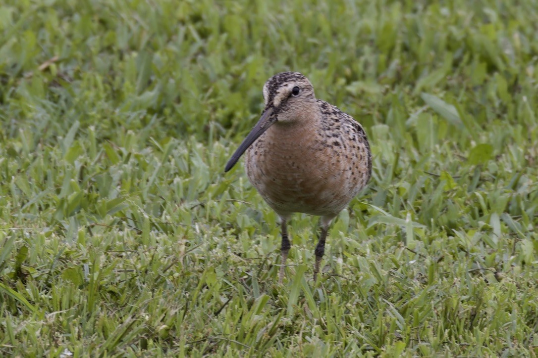 Short-billed Dowitcher - ML620480353