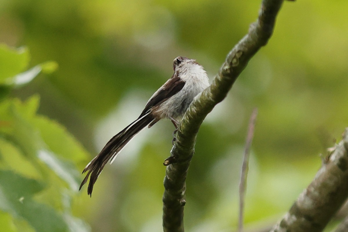 Long-tailed Tit - ML620480355