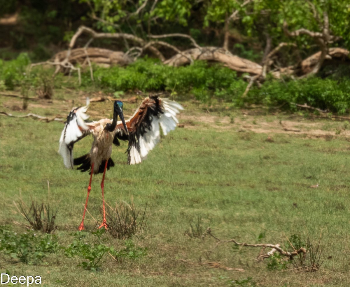 Black-necked Stork - ML620480356