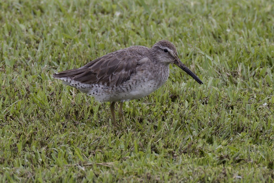 Short-billed Dowitcher - ML620480357