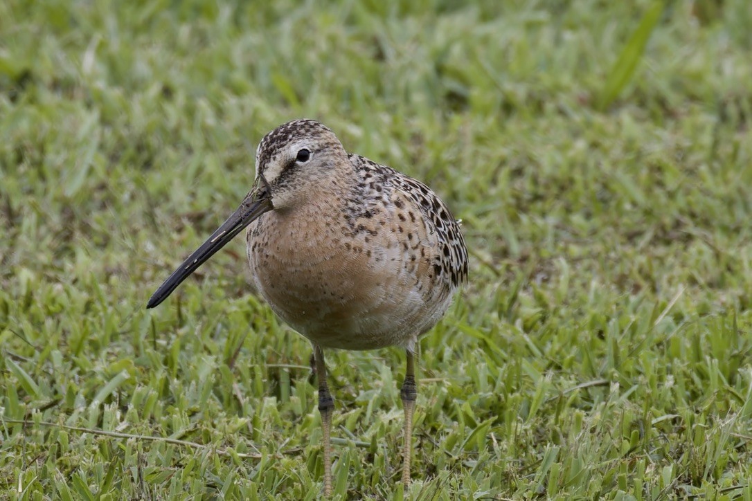 Short-billed Dowitcher - ML620480358