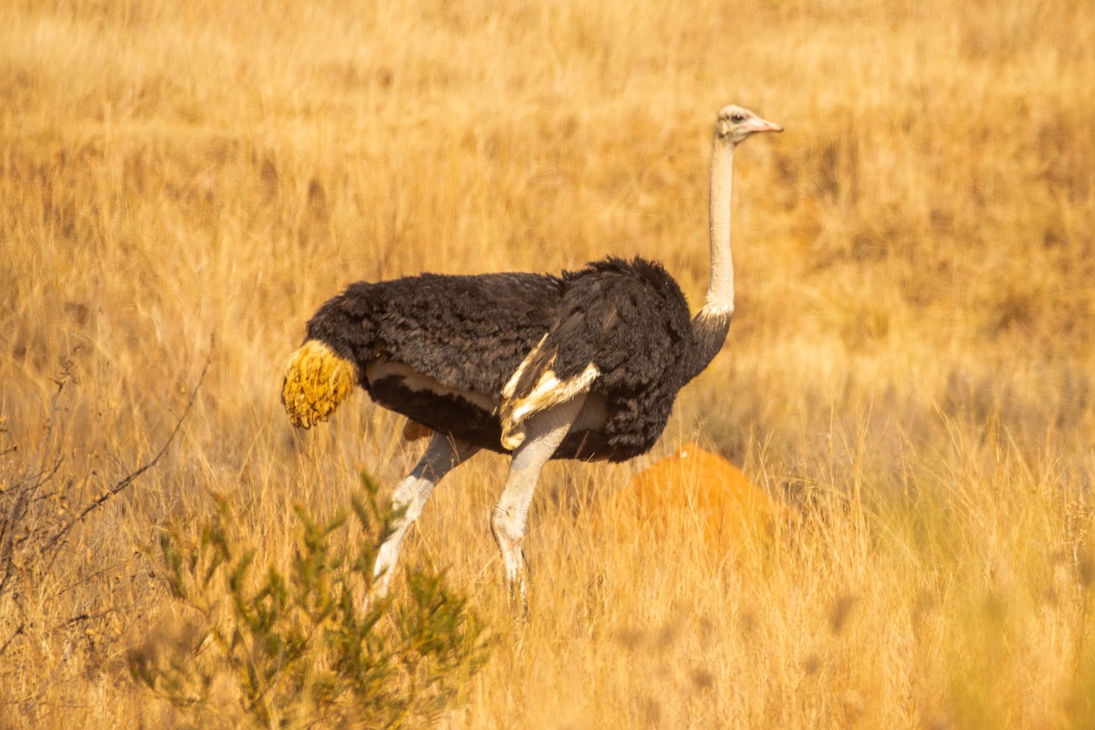 Common Ostrich - ML620480359