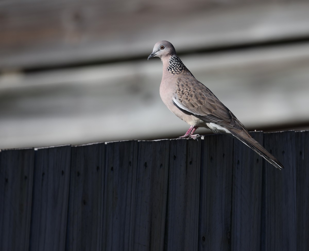 Spotted Dove - ML620480360