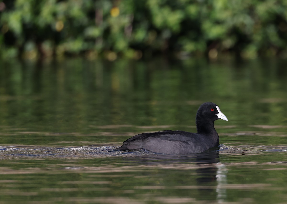 Eurasian Coot - ML620480362