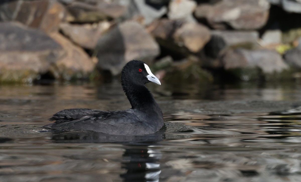 Eurasian Coot - ML620480363