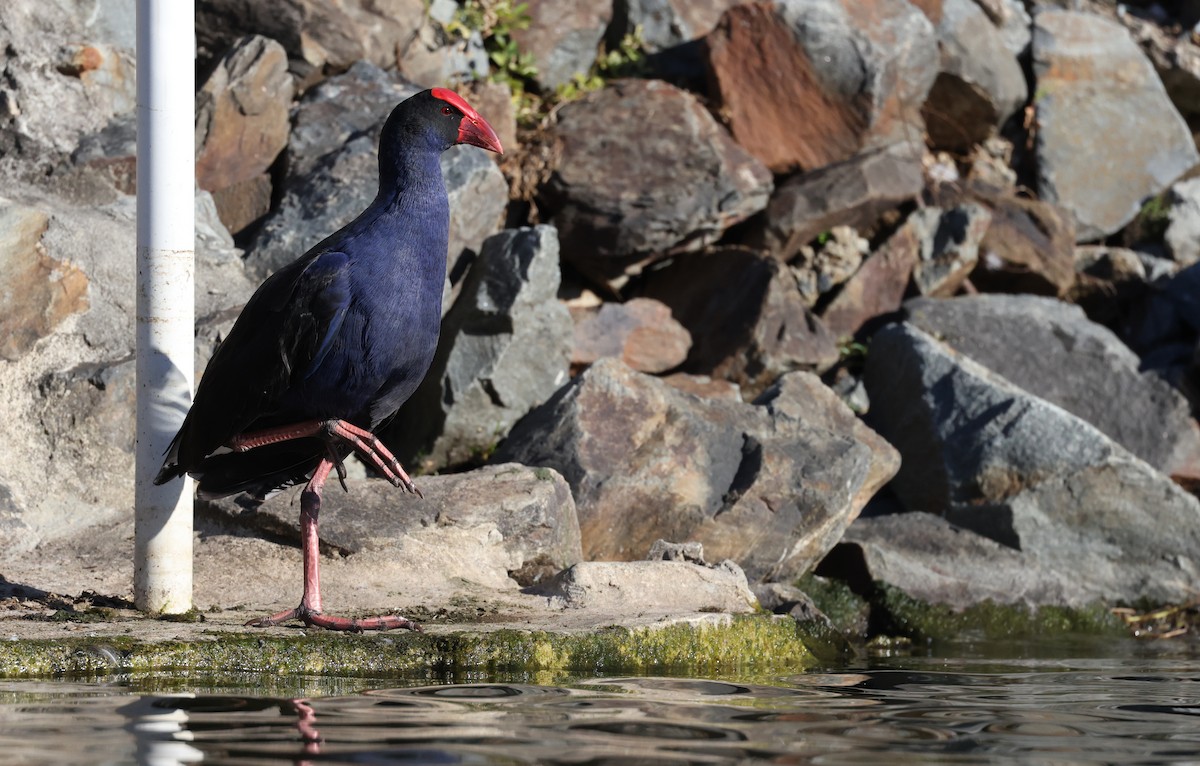 Australasian Swamphen - ML620480364