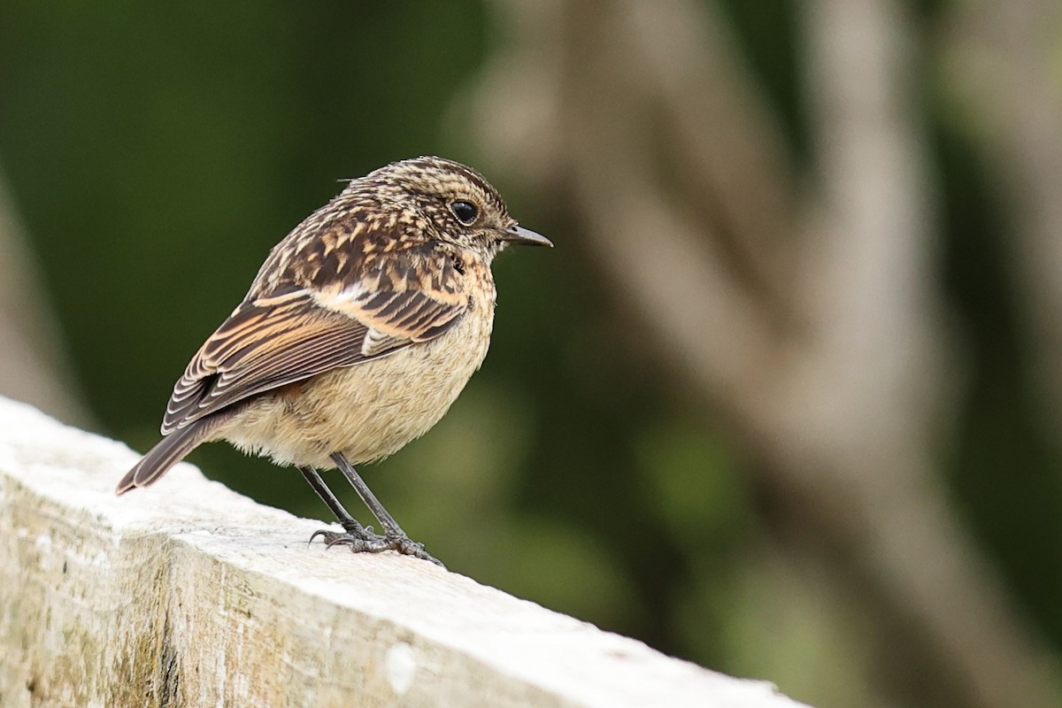 European Stonechat - Paul (Mac) Smith   🦅