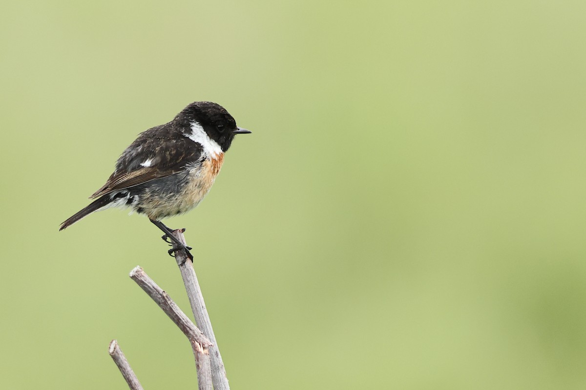 European Stonechat - ML620480379