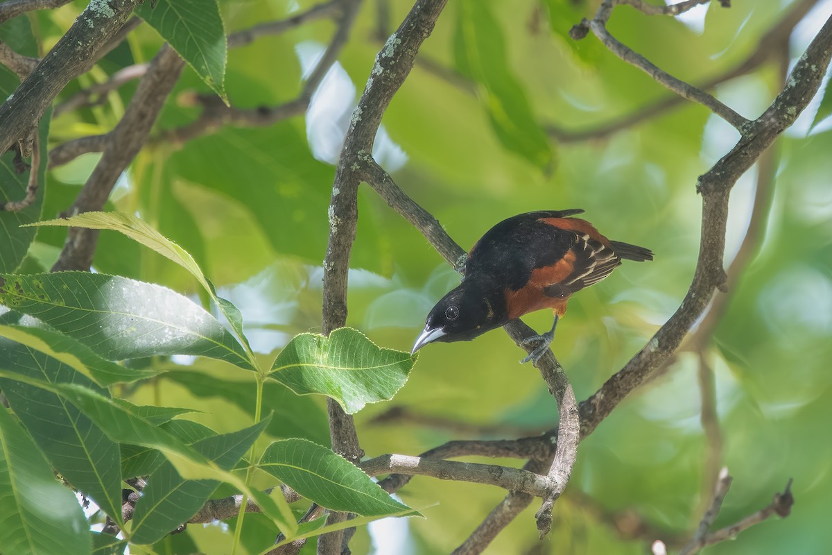 Orchard Oriole - ML620480382