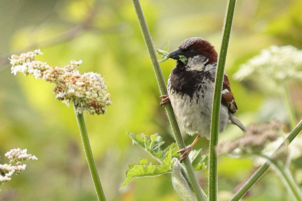 House Sparrow - ML620480388