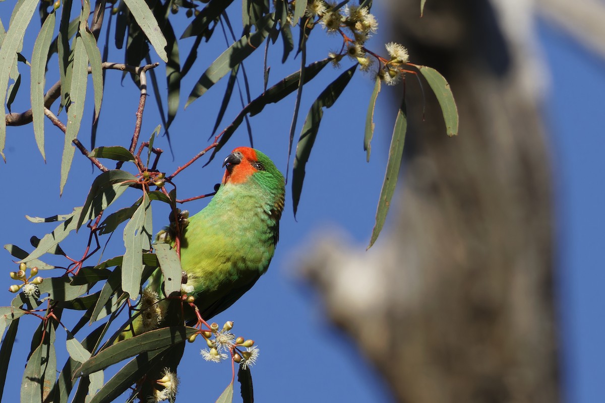 Little Lorikeet - Lucy Coleman