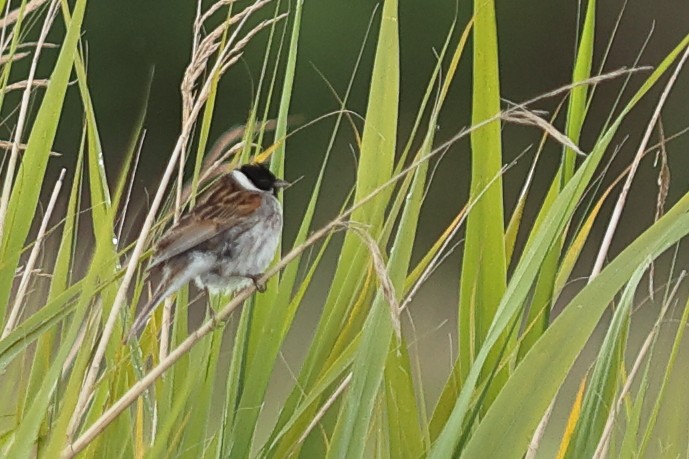 Reed Bunting - ML620480395